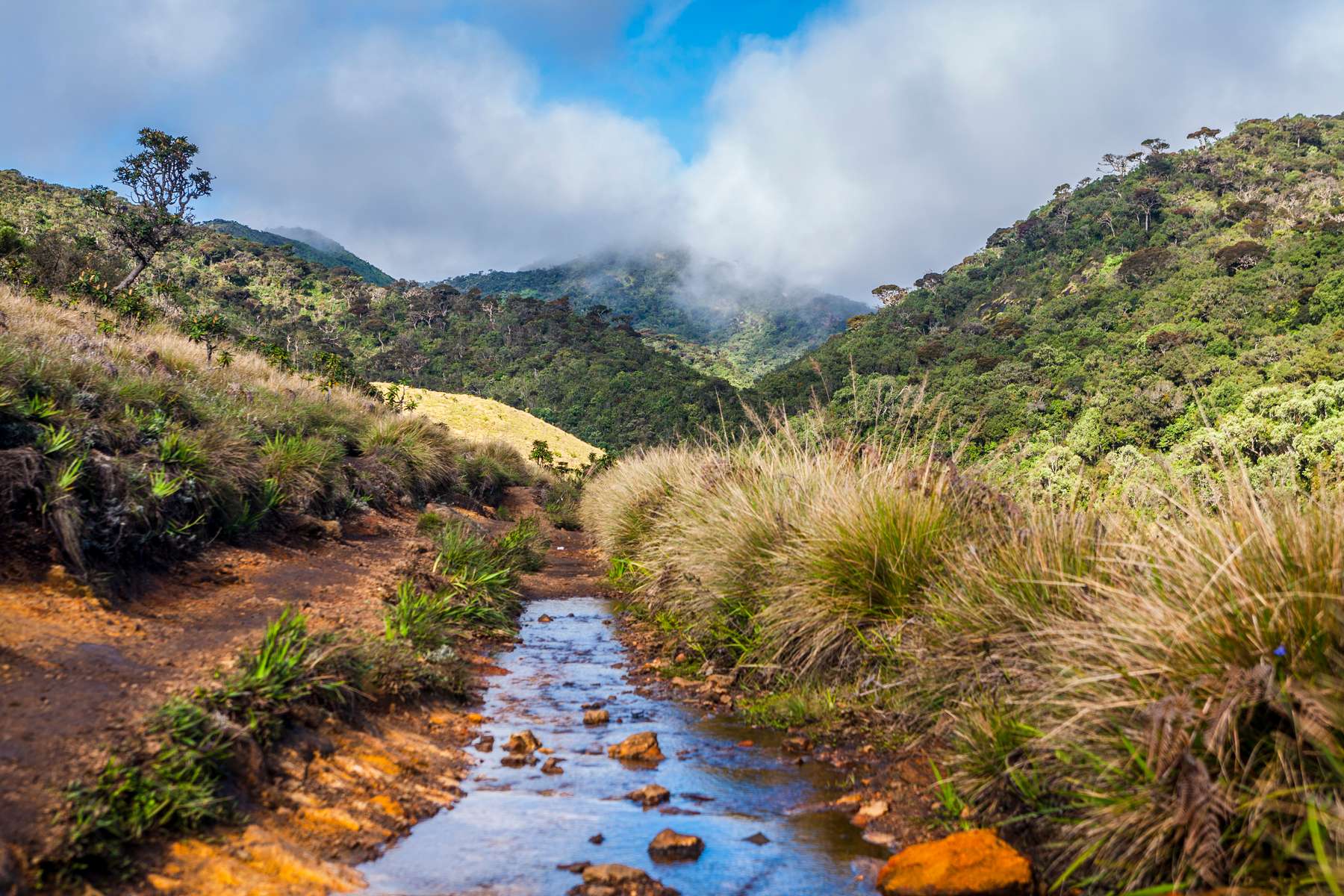 Horton Plains National Park & Tea Factory Tour  Image