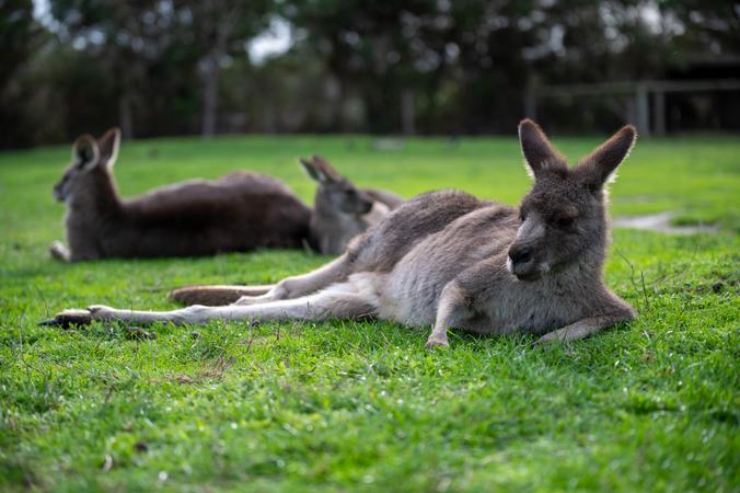 Maru Koala and Animal Park