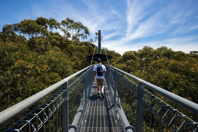 Illawarra Fly Treetop Adventures 
