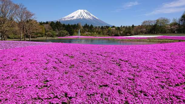 Witness the Fuji Shibazakura Festival on Flower sightseeing tour from Tokyo