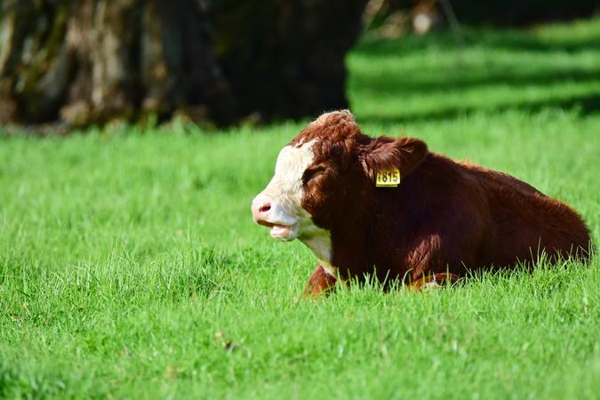 Dairy Farm Nature Park