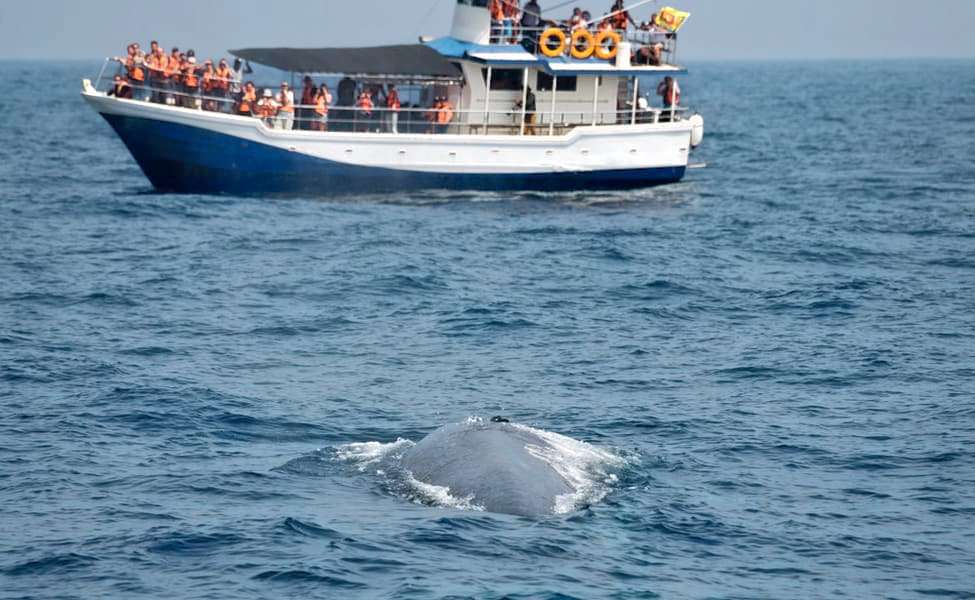 Whale Watching in Mirissa Image