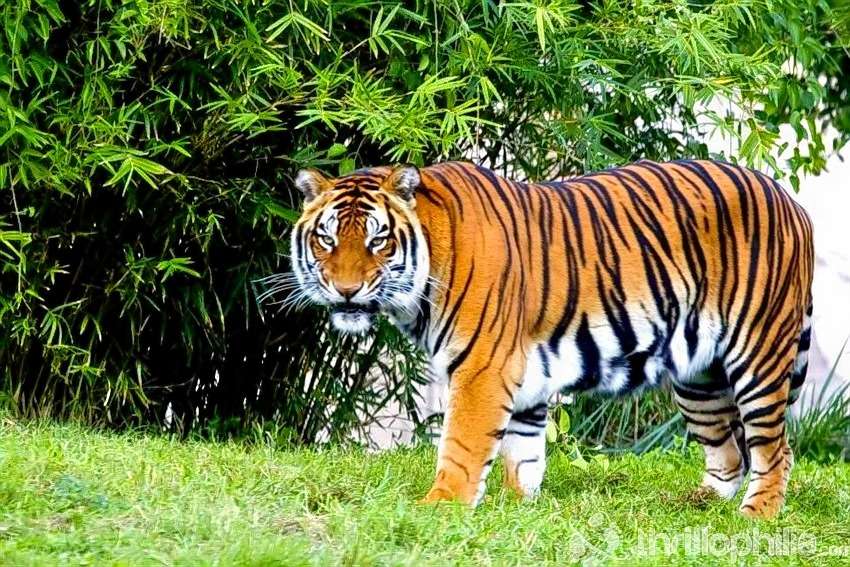 Tholpetty Wildlife Sanctuary Jeep Safari Image