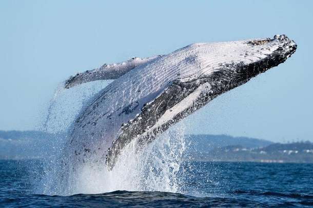 Wxe7npfg0pi52ubdj8zubx3xw051 caption%20(92)