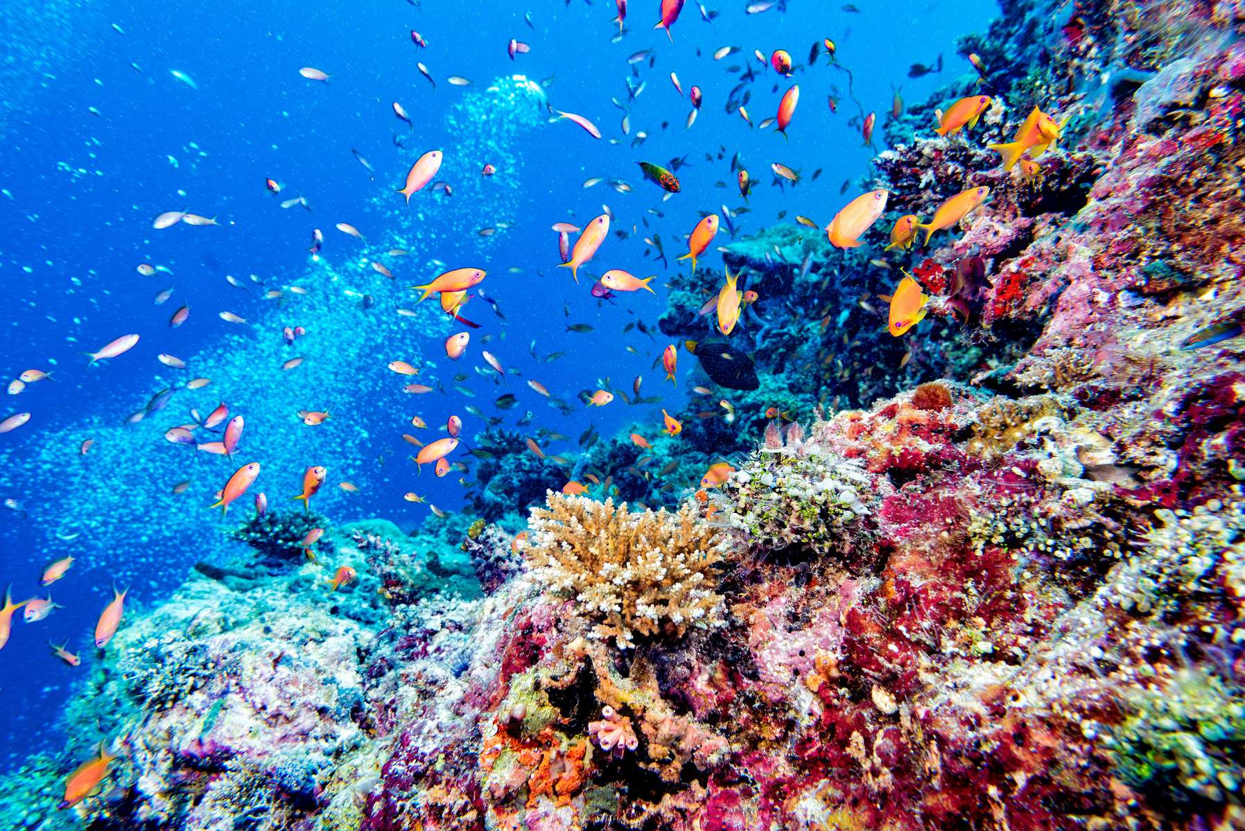 Scuba Diving in Male Maldives Image