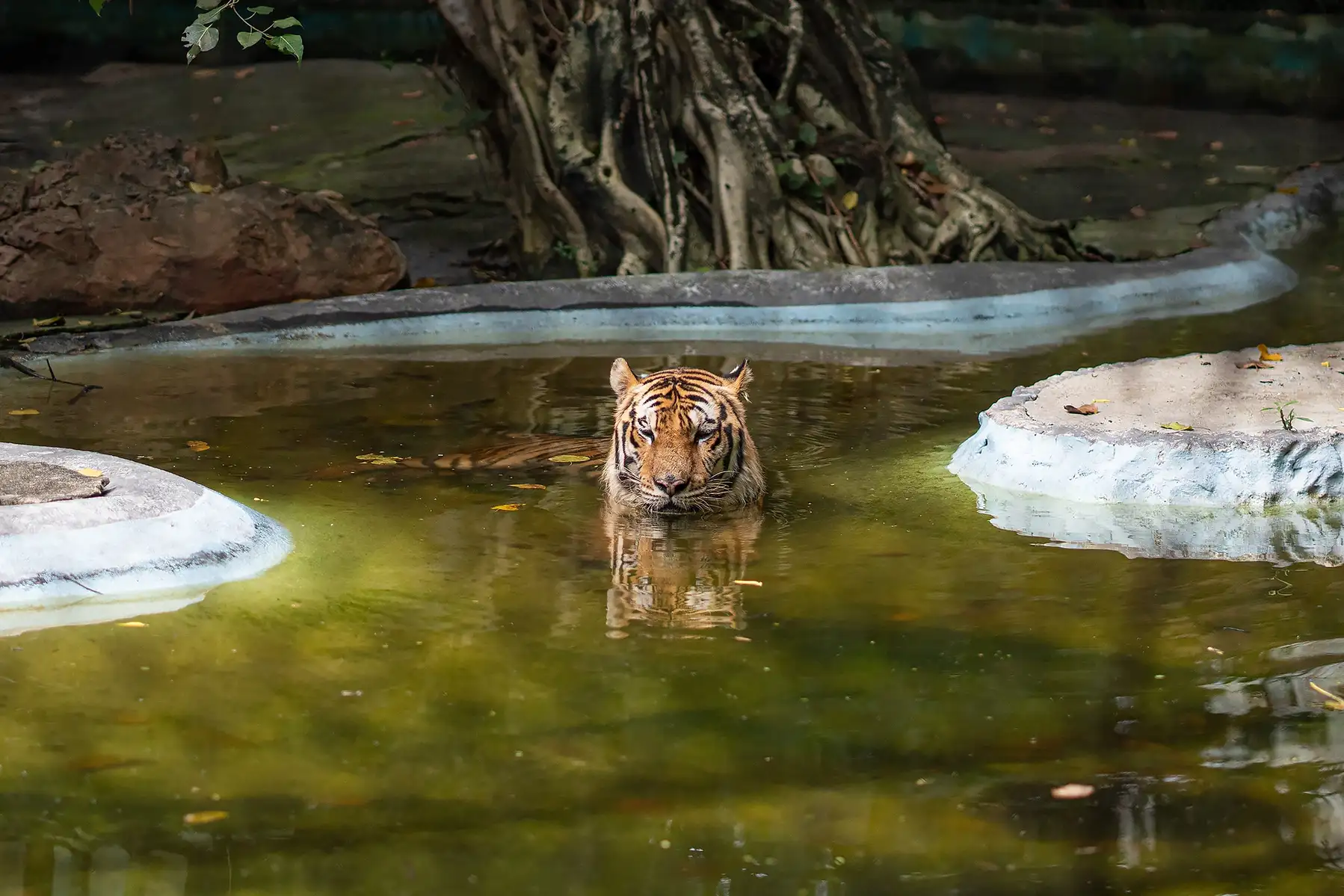 Safari World Bangkok Tickets Image