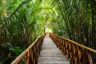 Mangrove Walkway Dhanih Nallah