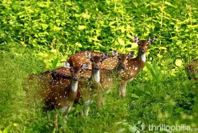 Tholpetty Wildlife Sanctuary Jeep Safari Image