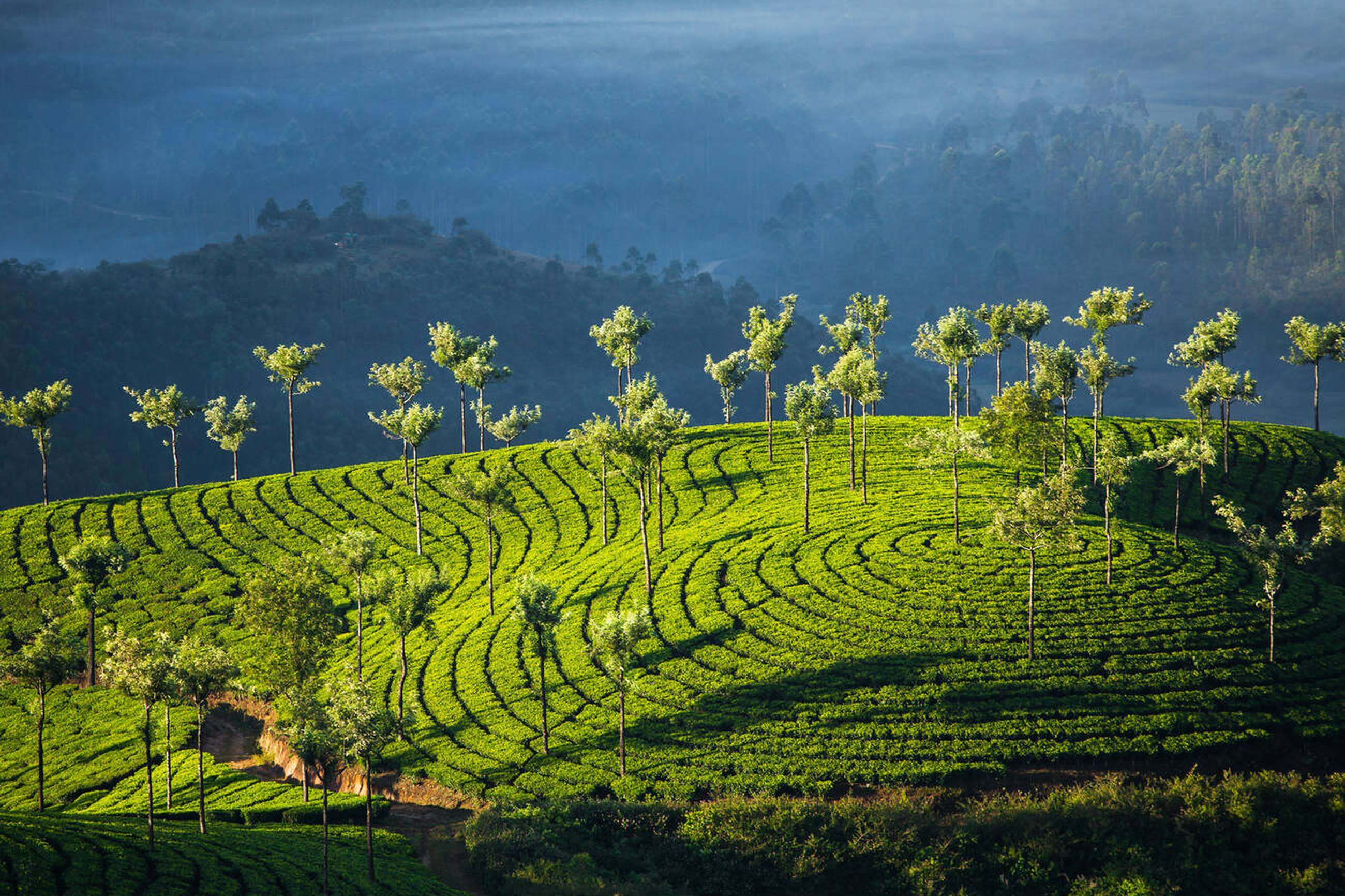 Spend a peaceful day exploring the Tea Valley in Munnar
