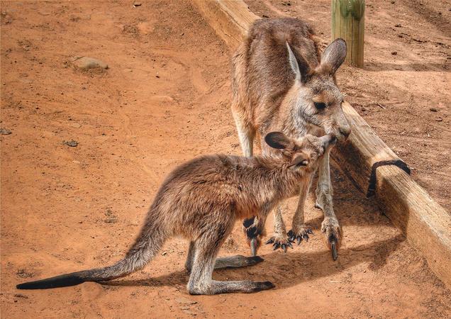 Bonorong Wildlife Sanctuary