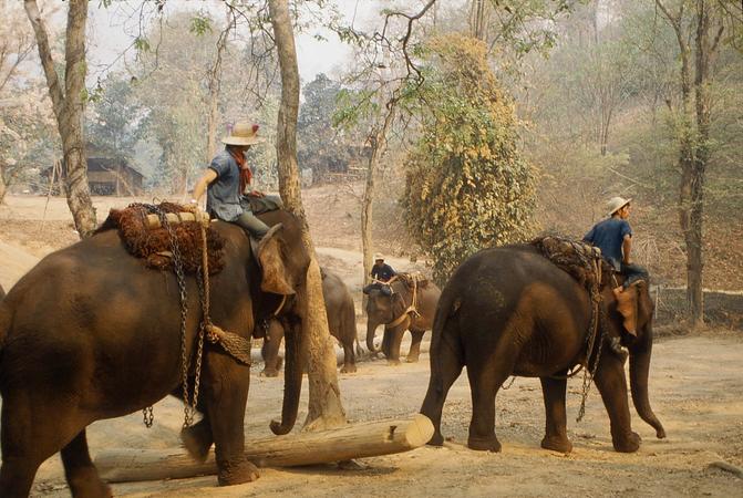 Elephant Life Experience