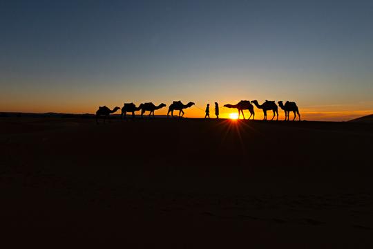 Multi-Day Camel Safari Tickets Image