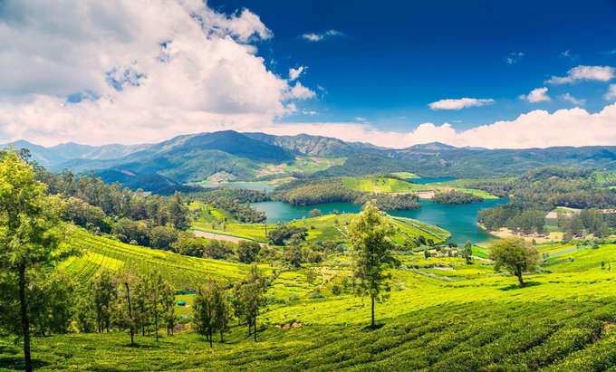 Tea plantations of Ooty