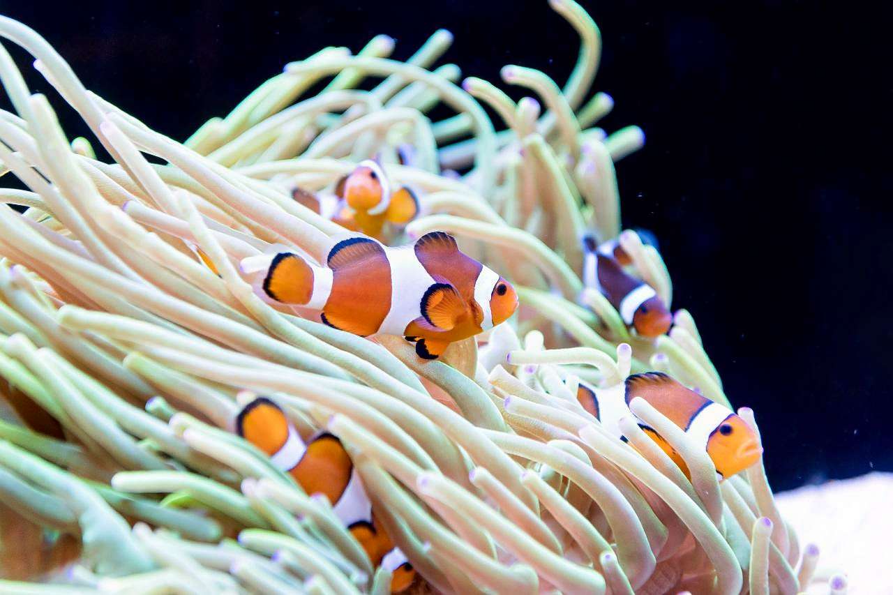 The Aquarium of Western Australia Tickets  Image