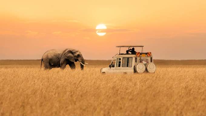 Elephant at Maasai Mara National Reserve
