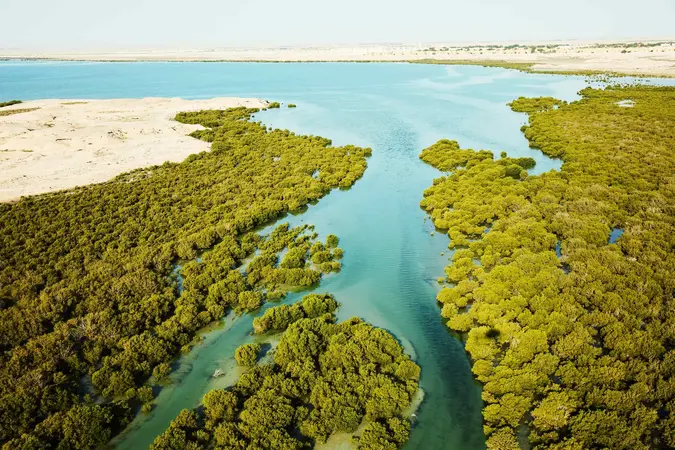 Al Dhakira Mangroves