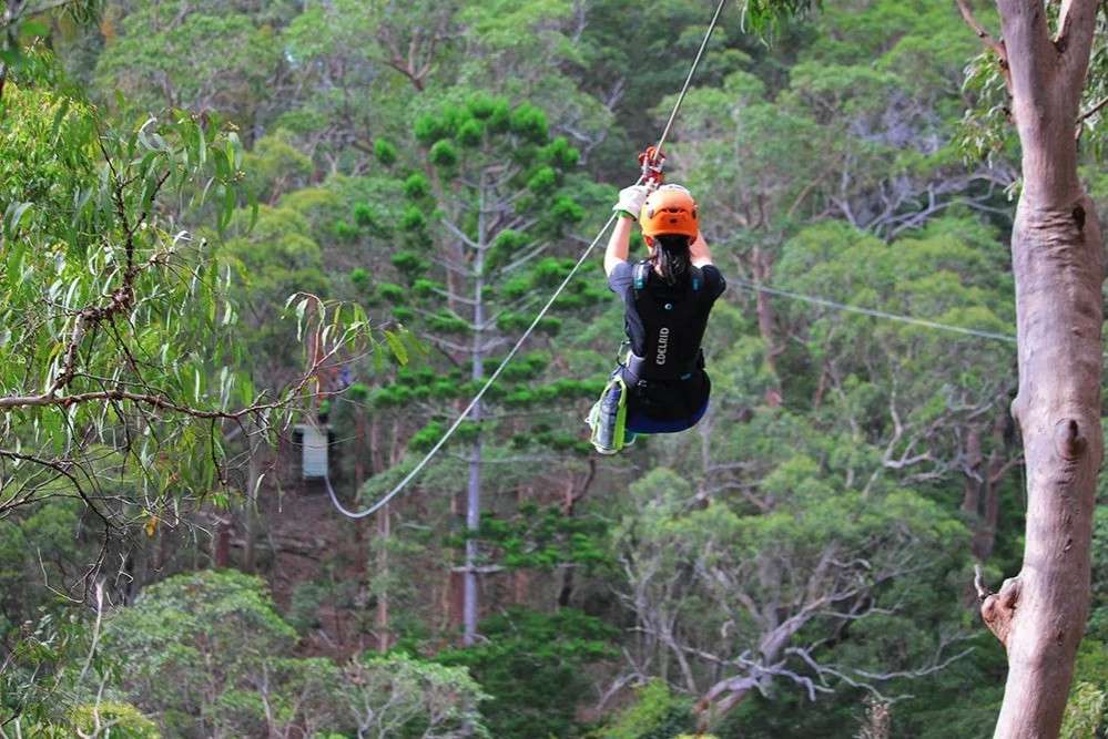Mt Tamborine Tree Top Challenge Image