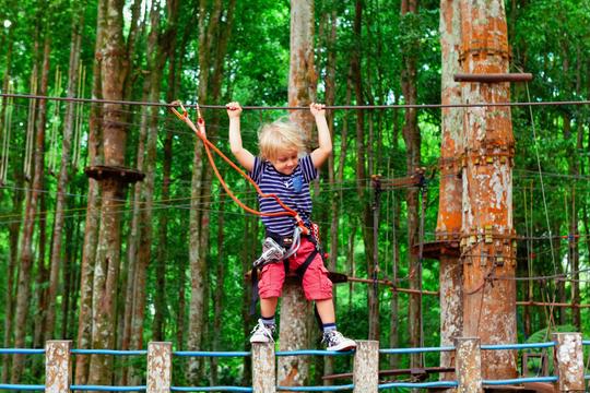 Treetop Challenge At Tamborine Mountain Image