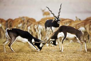 Xiv88il920tawpfuukce3s2rjc7r 1573889075 blackbuck hariyana
