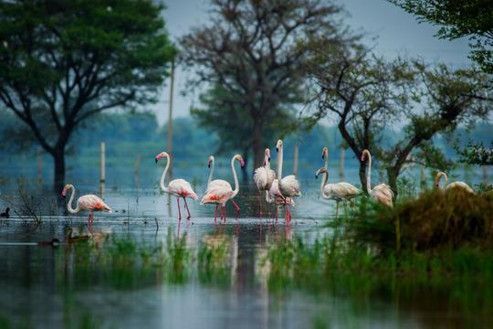 Bharatpur Weekend Tour From Delhi Image