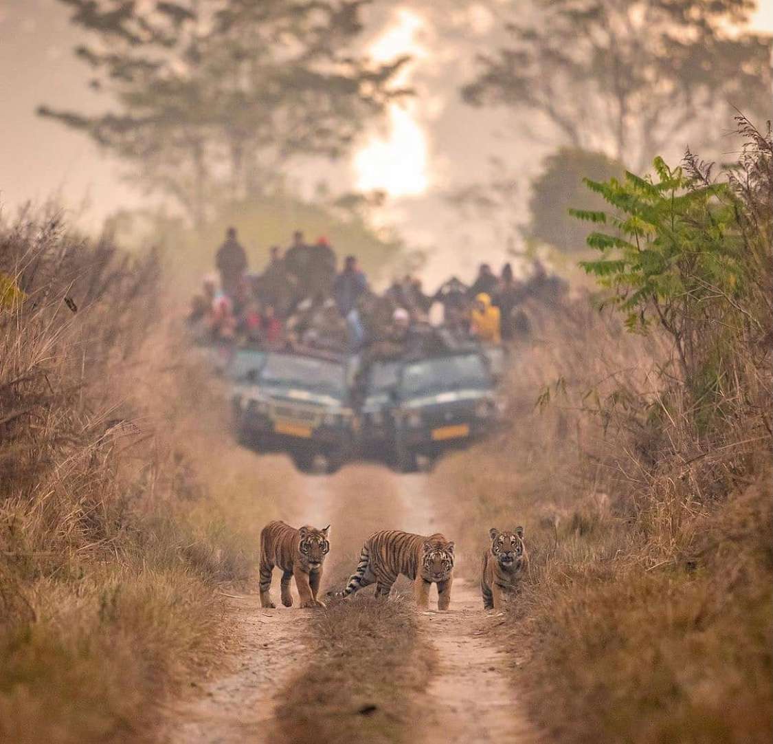 Tour to Kanha National Park Image
