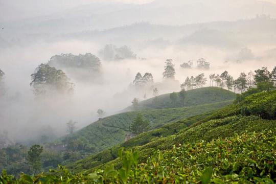 Neelakurinji Trek Image
