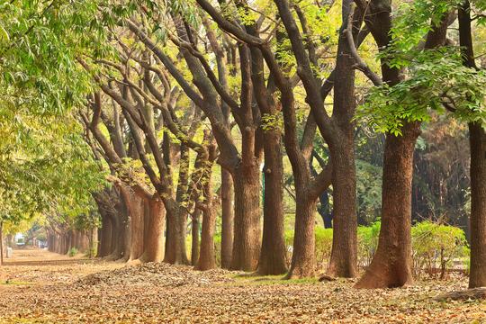 Guided Walk Through Cubbon Park Image