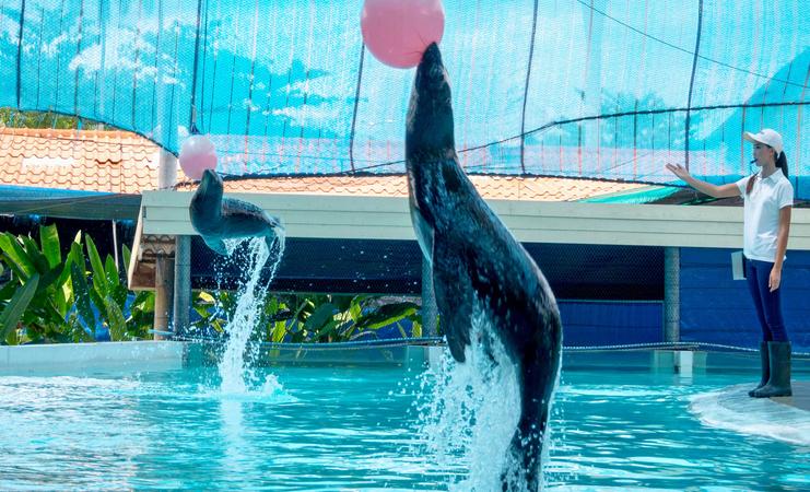 Samui Aquarium And Tiger Zoo