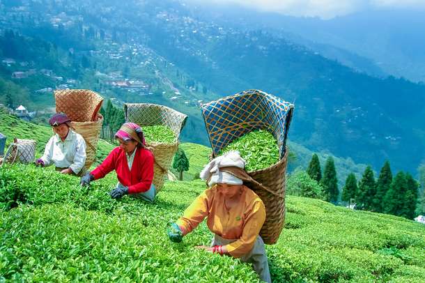 Xvr14ln6zo9rqw10c97hmuqp3zc0 1590325321 tea