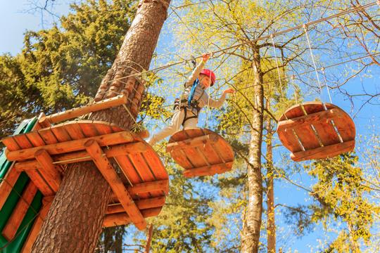 Treetop Challenge At Tamborine Mountain Image