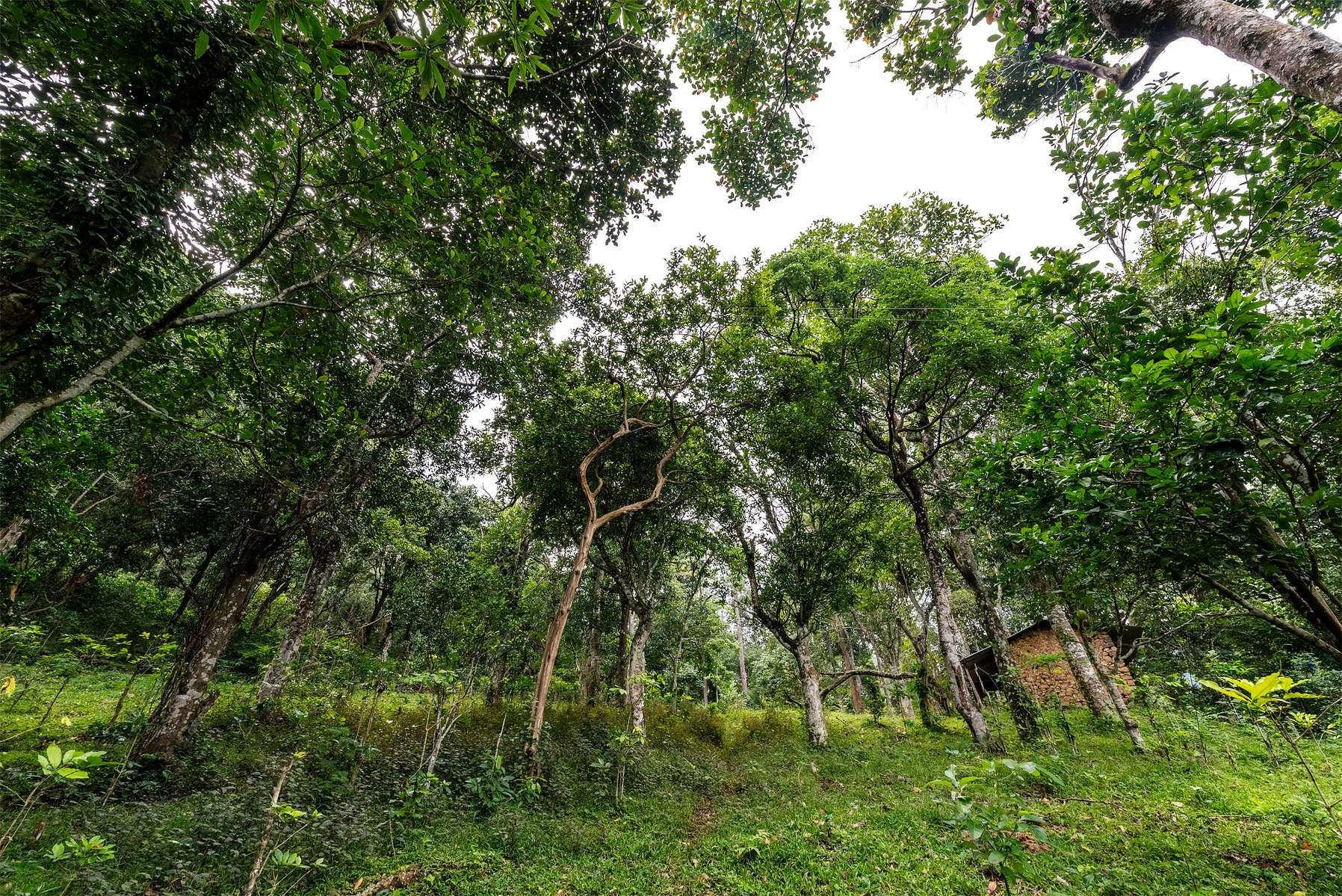 A Countryside Stay Amidst Coffee Plantations In Kodaikanal Image