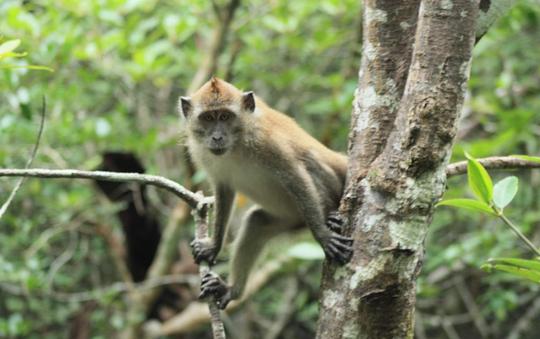Kubang Badak Mangrove River Join-In Cruise with Swimming Image