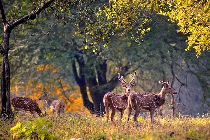 Tour to Kanha National Park Image