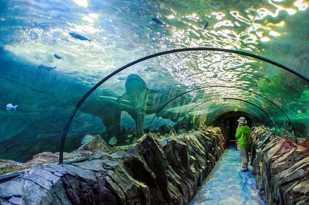 Stroll through the ocean tunnel at SEA LIFE Sydney Aquarium