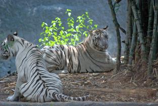 Y7kslyg9xxive85ci7br8focagm8 1576320121 arignar anna zoological park (vandalur zoo) 03
