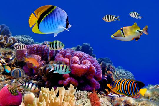 Scuba Diving in Nusa Penida Image