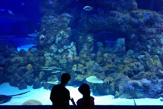 Cairns Aquarium