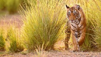 Ybeivydzmh92ub88ypuosp2umm3m 1553508184 pench national park