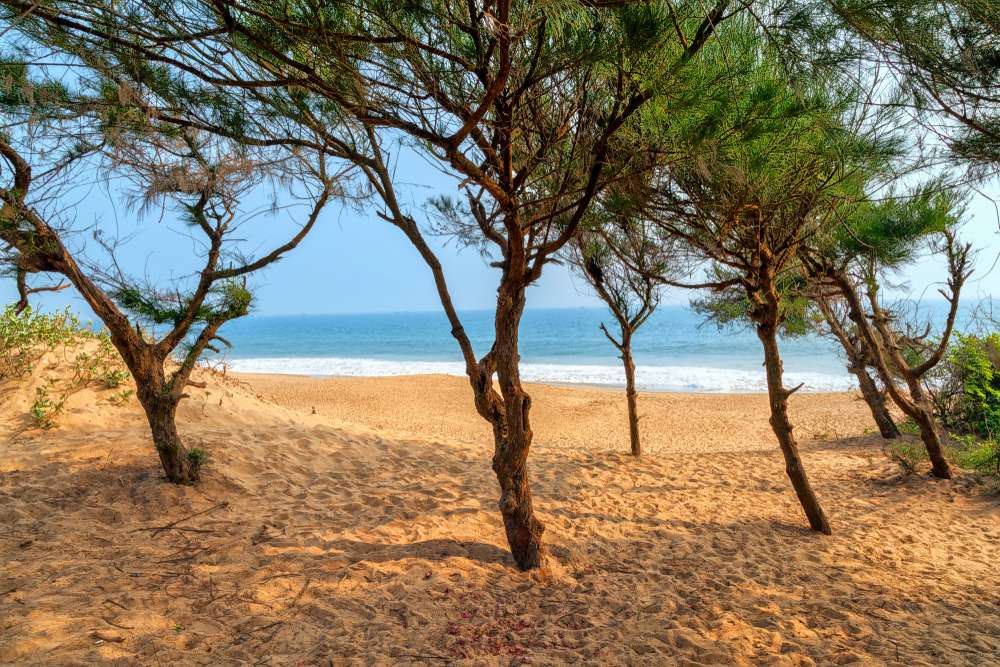 Jagannath Puri Tour Image