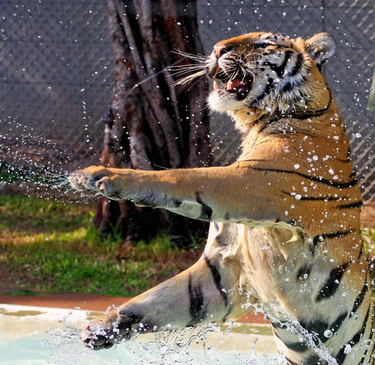 Tiger Kingdom Tickets Chiang Mai Image