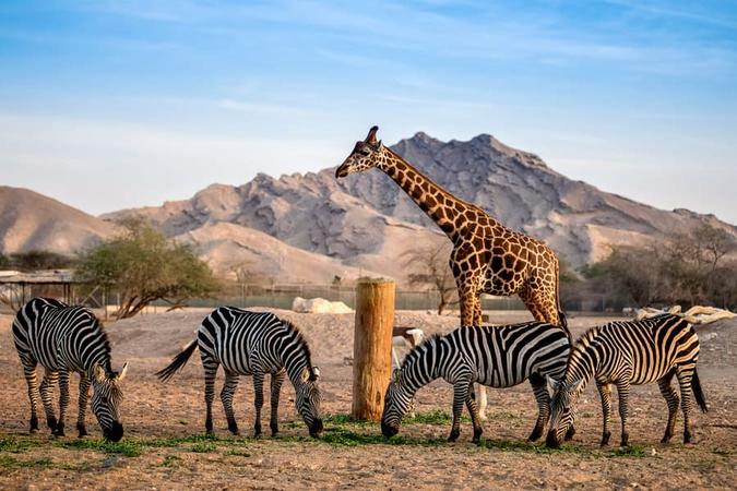 Arabian Wildlife Park