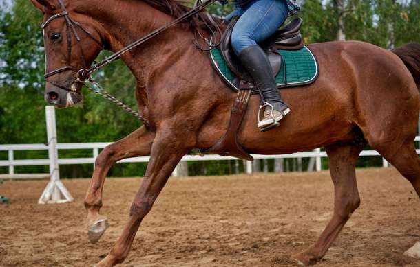 Ydr1drs3h0vwmri89v9e4x75qqub horse riding5