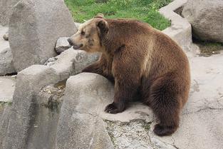 Ydtsxk3oi9t04bdggdmd97lkesy6 brown bear zoo animal preview