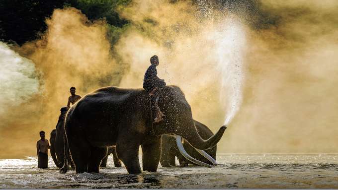 Hop on a Safari Tour.