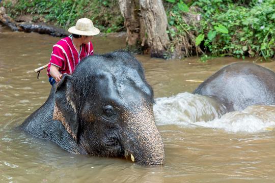 Elephant Nature Park Chiang Mai Image