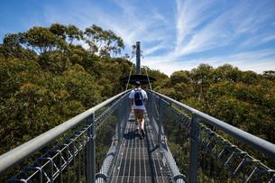Illawarra Fly Treetop Walk Tickets