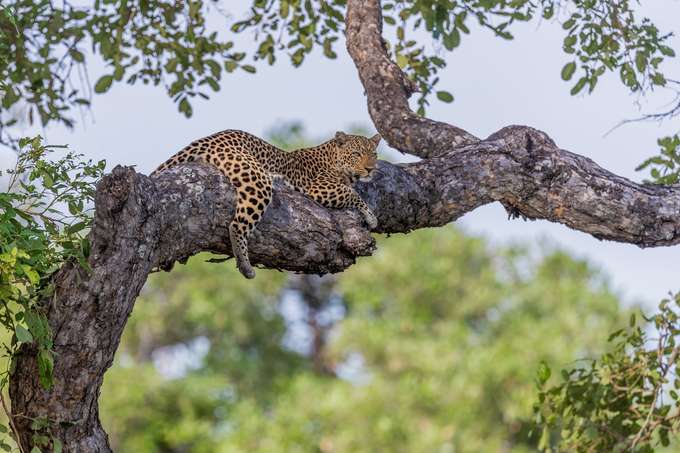 Zambia Tour Package from India