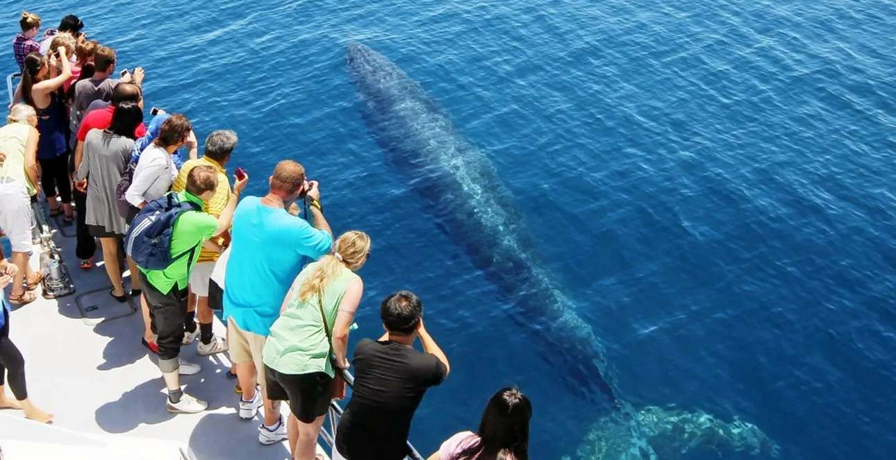 Auckland Dolphin and Whale Watching Cruise