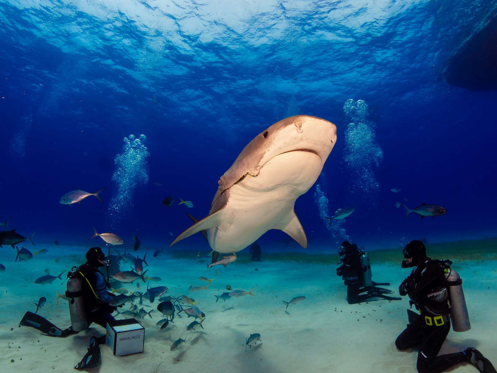 Monsters Aquarium Pattaya Tickets Image