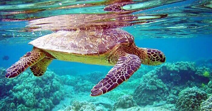 Turtle Islands National Park